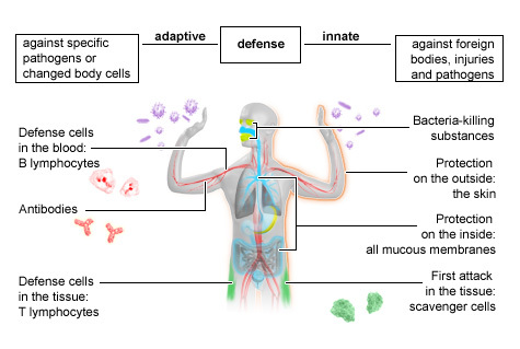 <p>White blood cells</p>