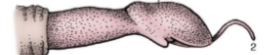 <p>note long urethral process</p>