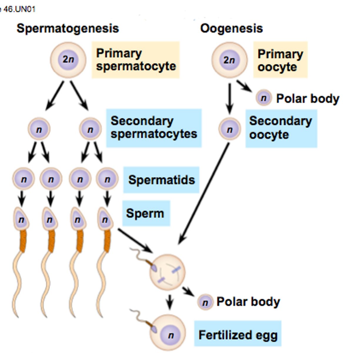 <p>process by which gametes are produced through the combination of meiosis and other maturational changes</p>