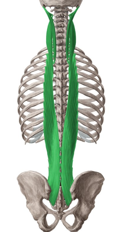 <p>Erector spinae (Longissimus) insertion </p>