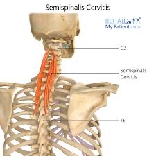 <p>semispinalis cervicis action/function </p>