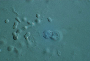 <p>Which sp is this? What phases is this on?</p>