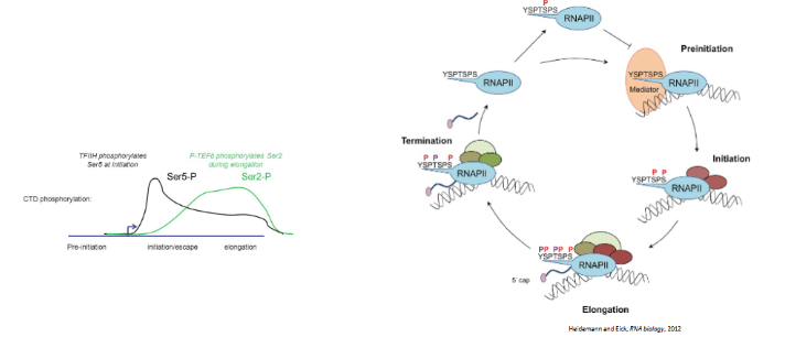 <p>only serine 5 may be phosphorylated at the beginning of transcription. S5-P  also attracts 5’ capping factors. When serine 2 and 5 is phosphorylated, the CTD attracts elongation factors allowing transcription to continue and splicing factors for intron splicing. When only serine 2 is phosphorylated, the CTD attracts termination factors. Serine 7 phosphorylation is important for transcription of snRNAs</p>