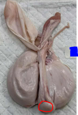 <p>Give the specific name of the part of the organ circled and the specie it came from</p>