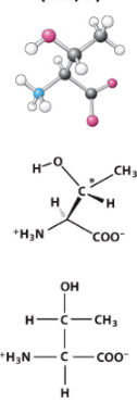 <p>Polar uncharged R-group. </p>