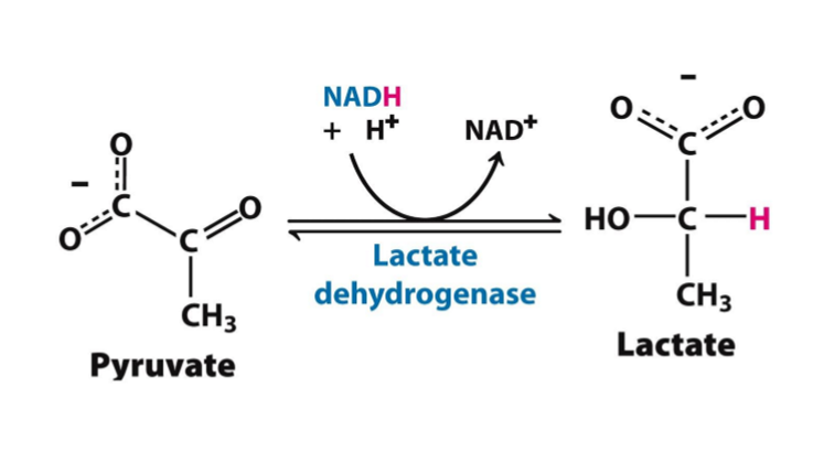<p>what is being oxidized (lose H) in this reaction?</p>
