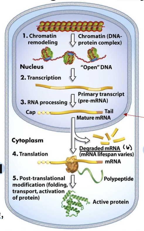 <ol><li><p>Chromatin remodeling</p></li><li><p>Transcription</p></li><li><p>RNA processing</p></li><li><p>mRNA stability/degradation</p></li><li><p>Translation</p></li><li><p>Post-translational modification (folding, transport, activation of protein)</p></li></ol><p></p>