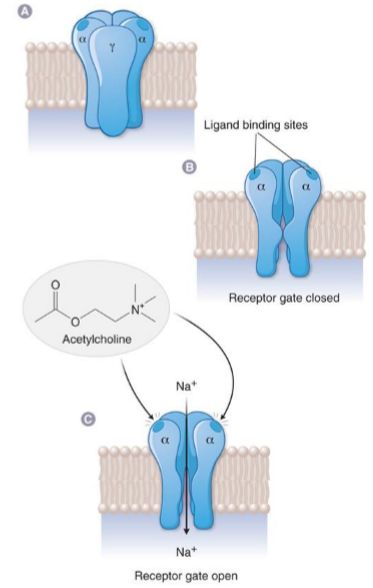 <ul><li><p>agonist binds and opens channel</p></li><li><p>changes membrane potential</p><ul><li><p>+ ions IN » depolarize cell</p></li><li><p>- ions IN » hyperpolarize cell</p></li><li><p>+ ions OUT » hyperpolarize cell</p></li></ul></li><li><p>Ex. nicotinic ACh receptor</p></li></ul><p></p>