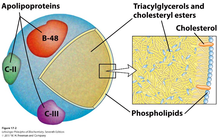 <ul><li><p>cholesterol and lipid-binding proteins (lipoproteins) </p></li></ul><p></p>