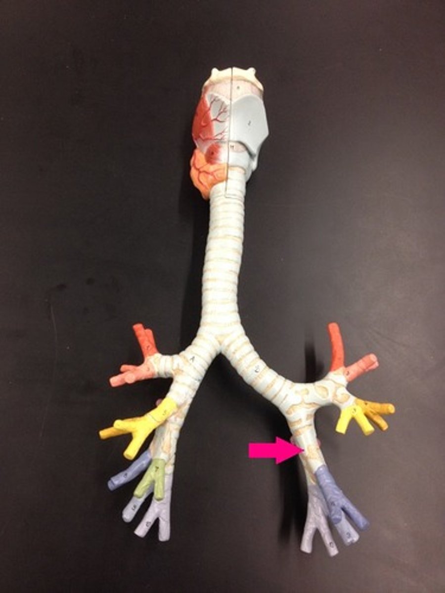 <p>Identify the passageway.</p>