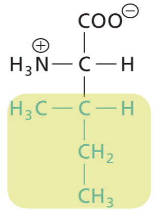 <p>Aliphatic R, highly hydrophobic (interactions)</p>