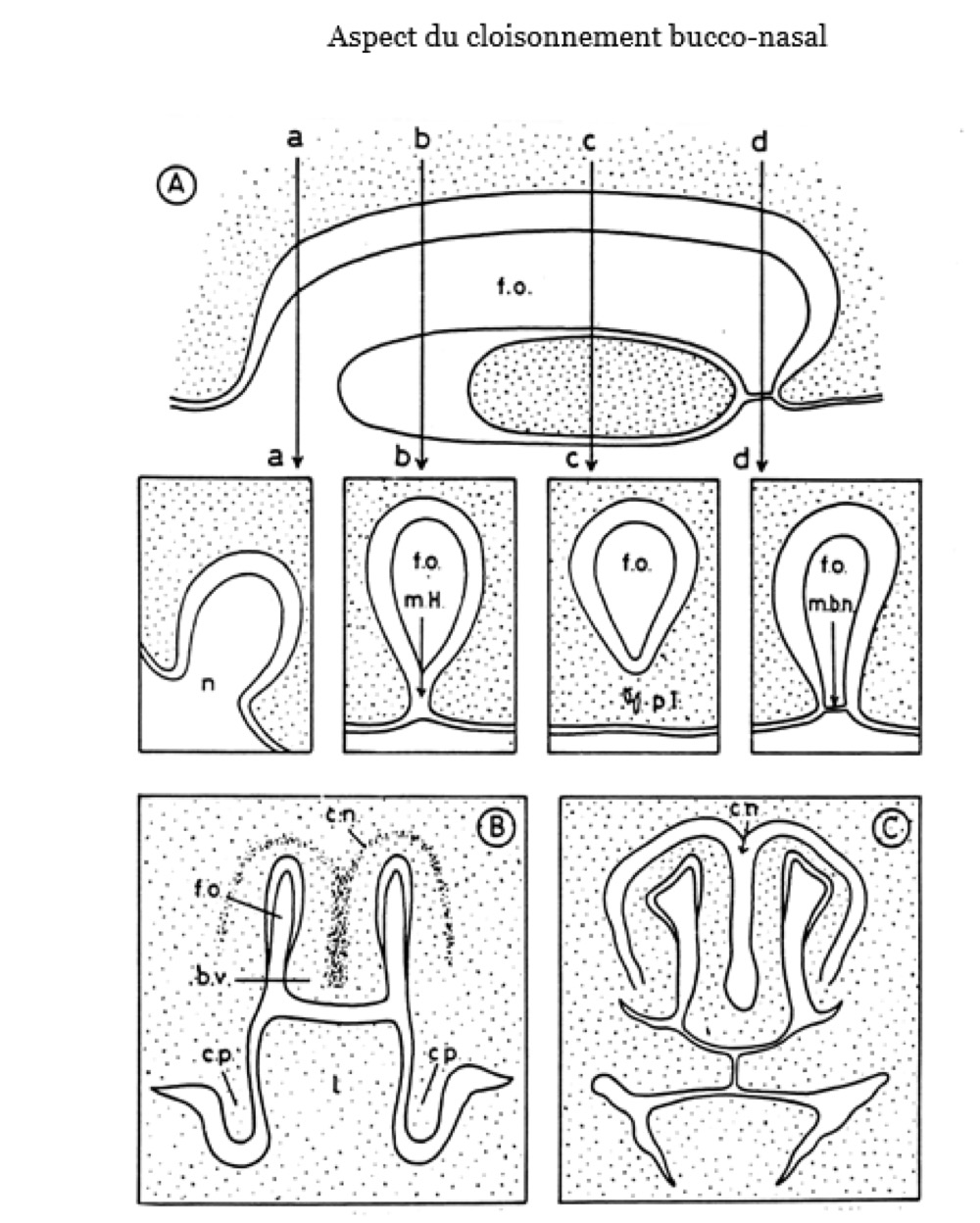 <p>• A (coupes longitudinales) : formation de la fosse olfactive avec sections transversales :<br>• (a) : narine<br>• (b) : mur épithélial de Hochstetter<br>• (c) : fosse olfactive et palais primaire<br>• (d) : membrane bucco-nasale<br>• B (coupe transversale) : région du palais secondaire avant redressement des crêtes palatines<br>• C : après redressement des crêtes palatines (fusion en formation)</p>