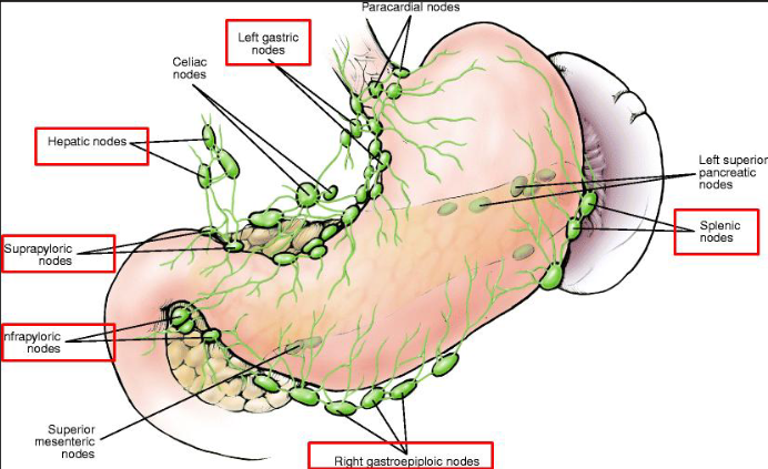 <p>what does the celiac lymph node drain? </p>
