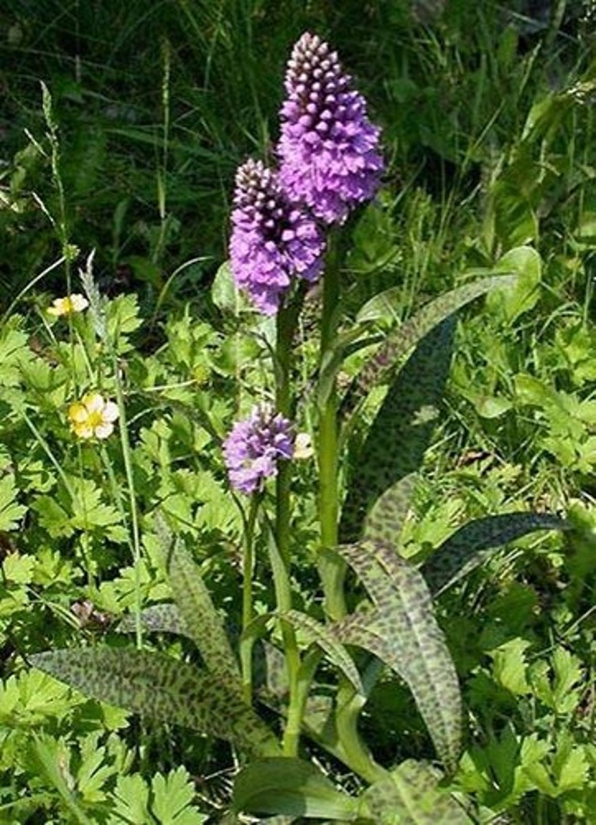 <p>Jungfru Marie hand</p>