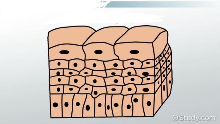 <p>What epithelial tissue is this and where is it found?</p>