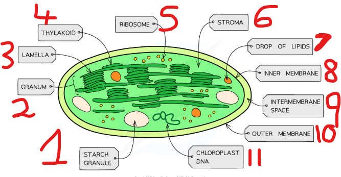 <ol><li><p>Starch granule</p></li><li><p>Granum</p></li><li><p>Lamella</p></li><li><p>Thylakoid</p></li><li><p>Ribosome</p></li><li><p>Stroma</p></li><li><p>Drop of lipids</p></li><li><p>Inner membrane</p></li><li><p>Intermembrane space</p></li><li><p>Outer membrane</p></li><li><p>Chloroplast DNA</p></li></ol><p></p>