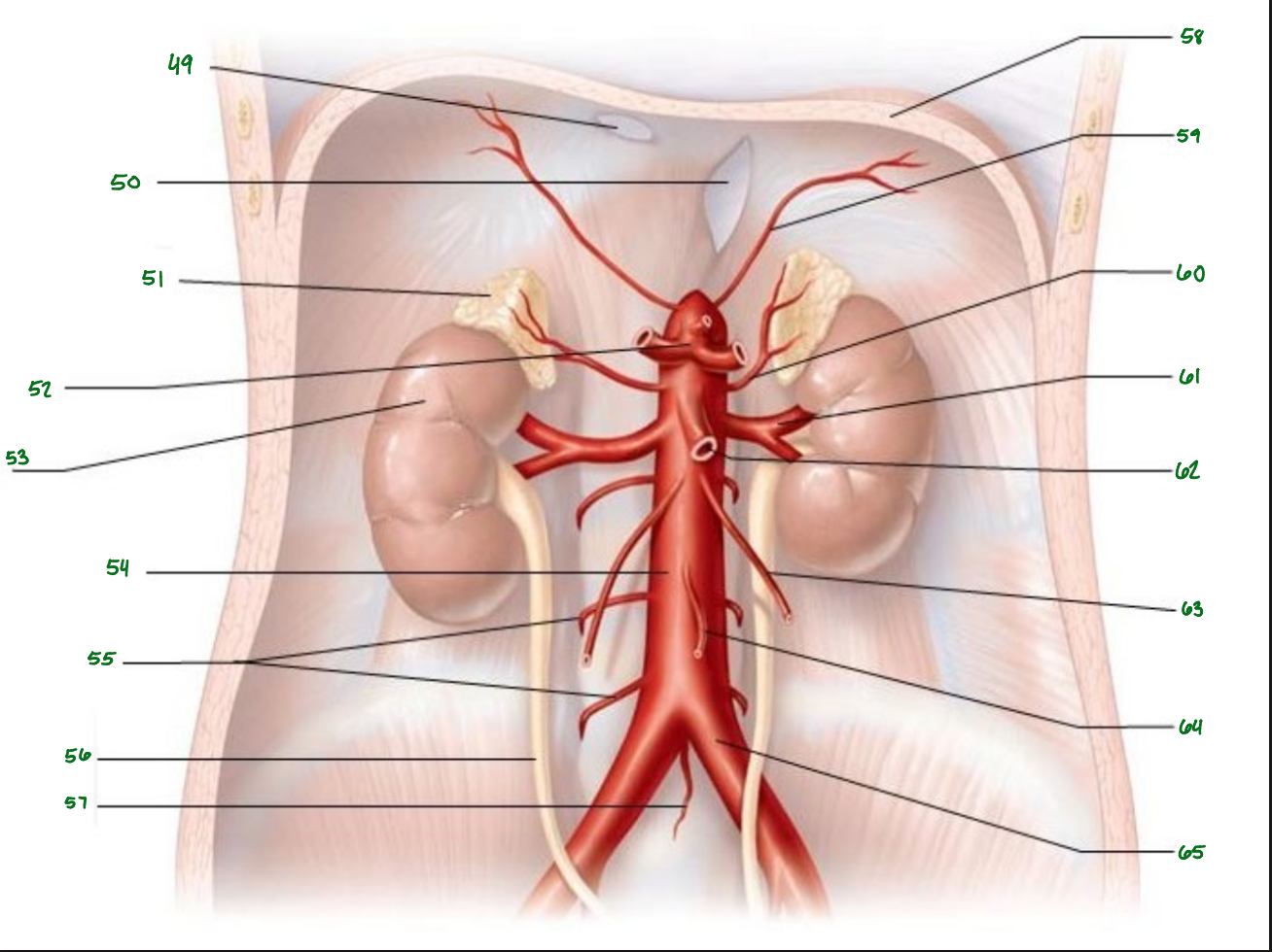 <p>What artey is 64 pointing to?</p>