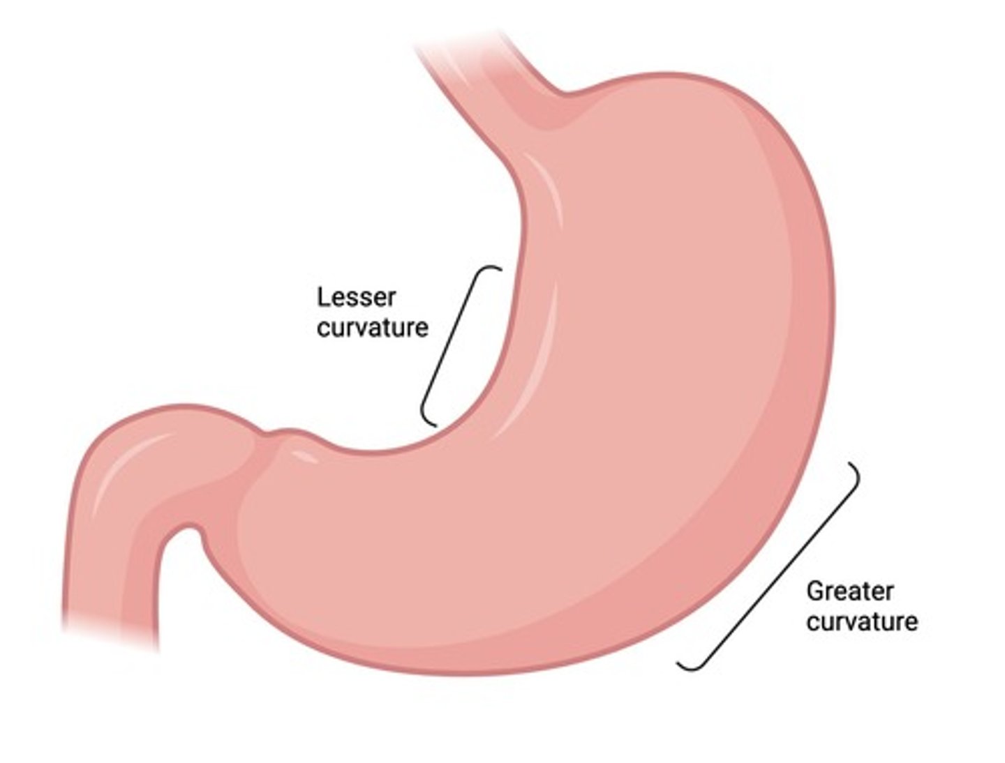 <p>greater curvature (where greater omentum attaches) and lesser curvature</p>