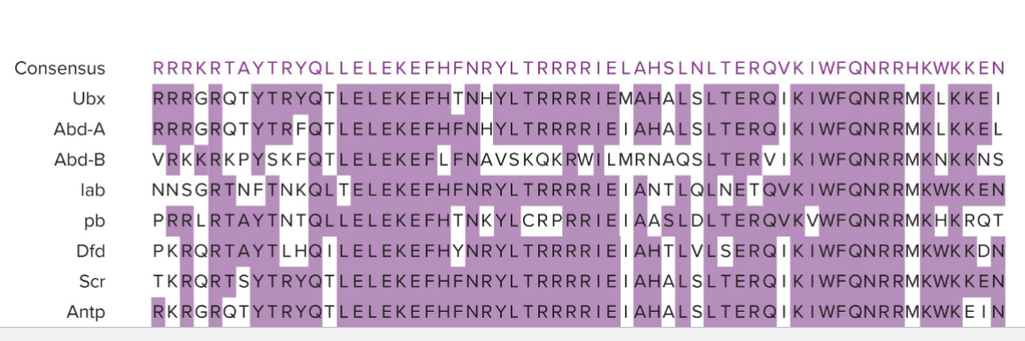 <ul><li><p>Function of a new protein can be deduced if it contains a domain known to play a role in other proteins</p></li><li><p>Shown below: Homeobox Domain (found in Hox genes)</p></li></ul><p></p>