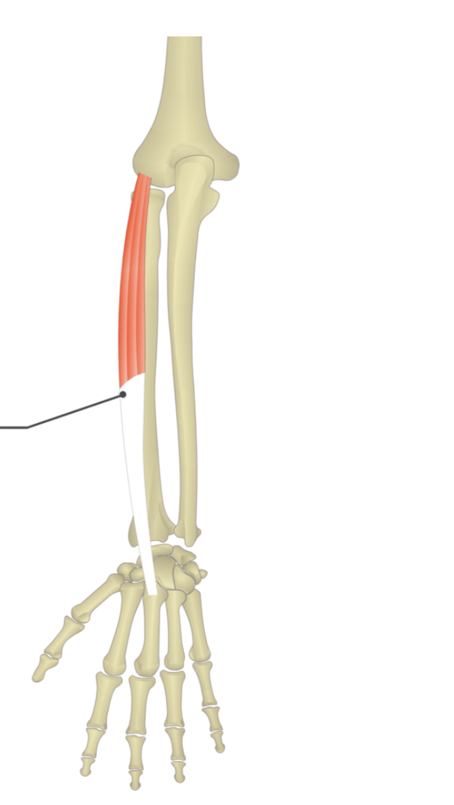 <p></p><p>origin: lateral epicondyle of humerus</p><p>insertion: metacarpal III</p>