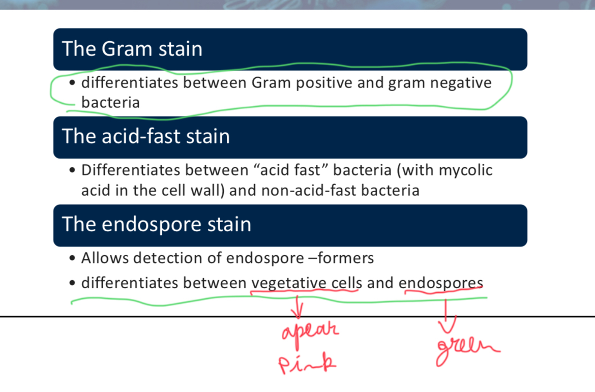<p>Acid fast</p>