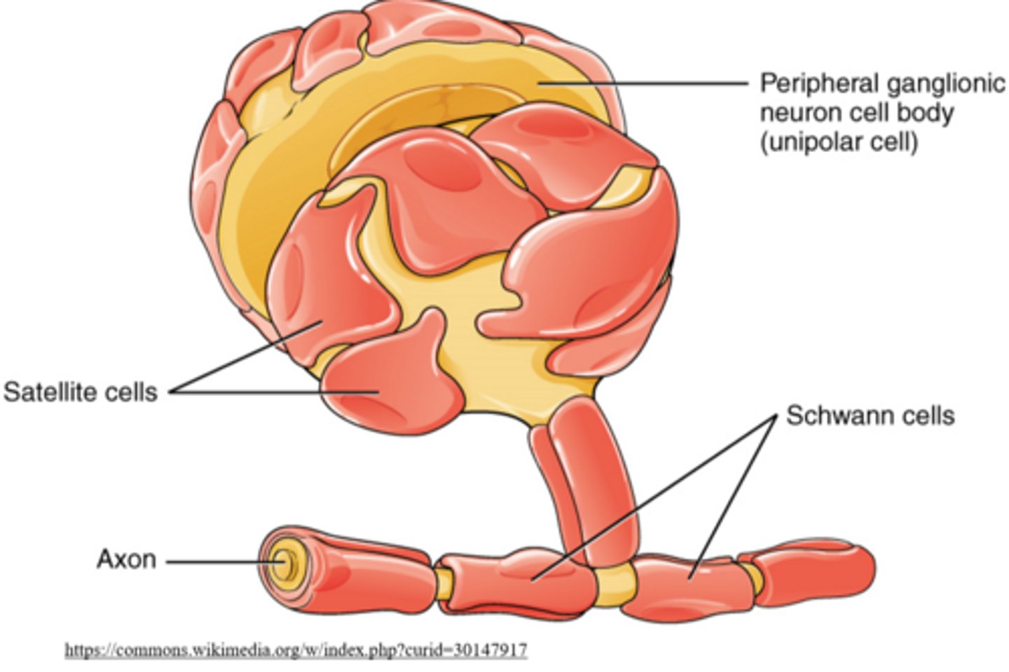 <p>soma; peripheral</p>