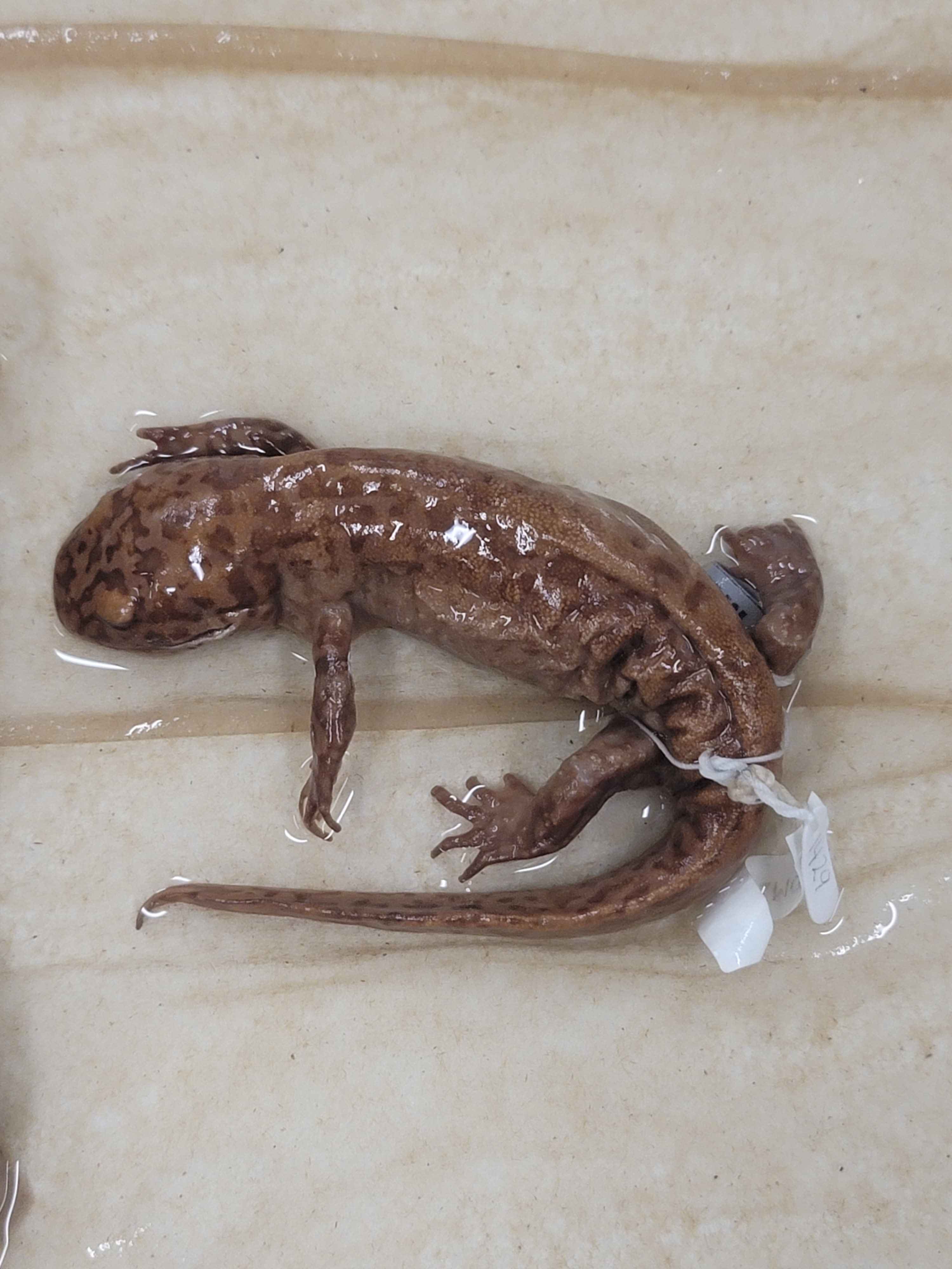 <ul><li><p>Santa Cruz through Sonoma County</p><p></p></li></ul><p></p>