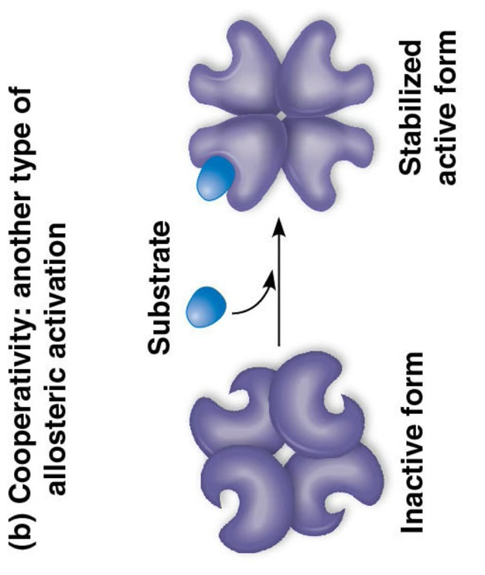 <p>one binding causes shape change- stabilizes all active sites</p>