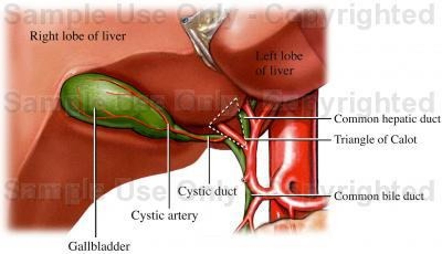 <p>cystic duct and cystic artery</p>