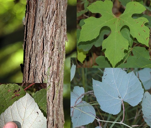Family: Vitaceae
C: summer grape
Native Range: Native eastern US
Habitat: well-drained sites, dunes to fields and forests.
Leaf persistence: Deciduous
Twigs: Weedy vine with branched tendrils (biforcated "Y" shaped)
Height: Can get up to 80ft
Bark: dark brown shreddy bark like a cat scratched it. Reddish brown.
Leaf: simple, alternate, variously lobed, 3-7 lobes, serrated margin, dark dull green above, glaucous below with pubescence. Has a "broken glass" type veining pattern. 
Flowers: yellow-green
Fruit: berry, dark purple.
Tol: mod drought, mod shade, low flood, mod salt, low fire.