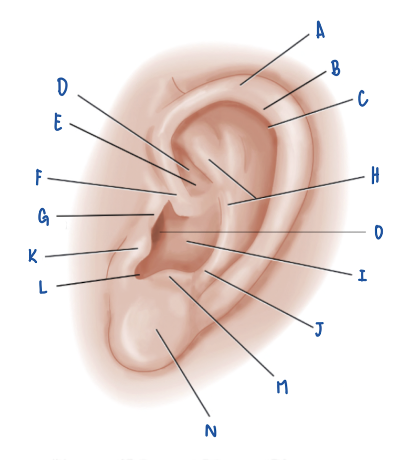 <p>Name the Part of the Pinna labeled B</p>