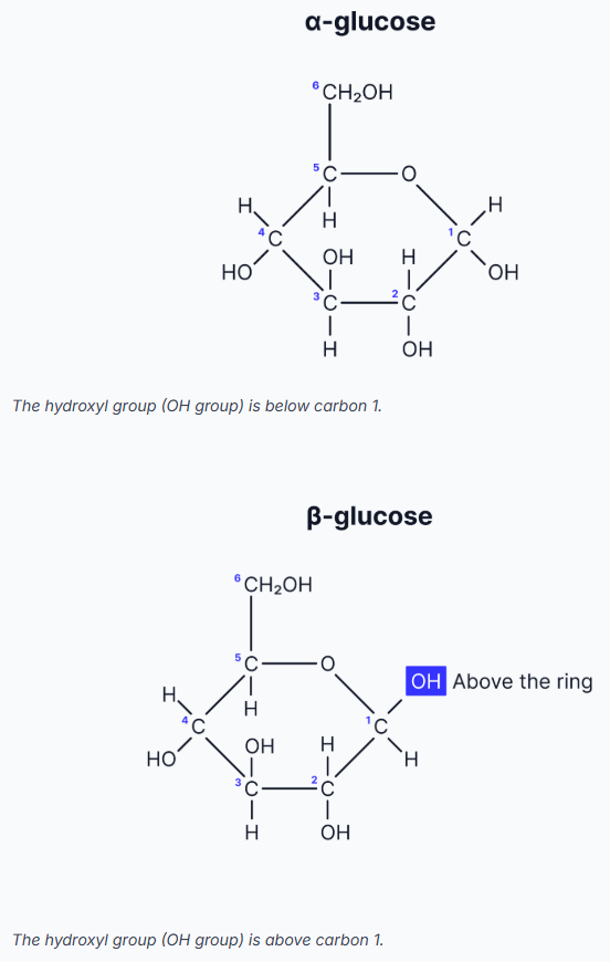 <ul><li><p>Both α- and β-glucose have six carbon atoms (hexose sugars).</p></li><li><p>α- and β-glucose are isomers of each other.</p></li><li><p>The carbons are numbered starting clockwise from the O in the ring.</p></li><li><p>The difference between α- and β-glucose is the position of the hydroxyl (-OH) group on carbon 1.</p></li></ul><p></p>
