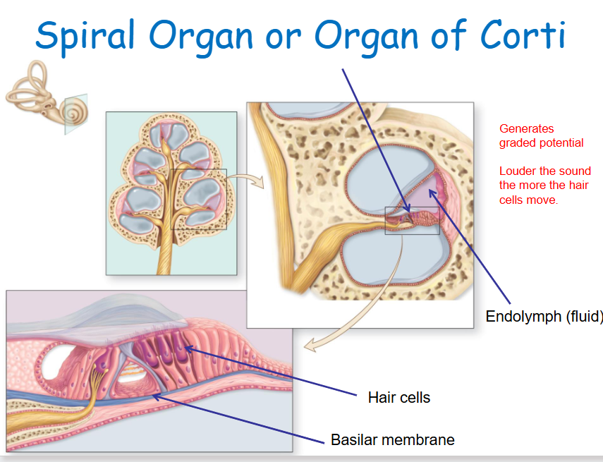 <p>Specialized sensory epithelium that transduces sound vibrations into neural signals. </p>
