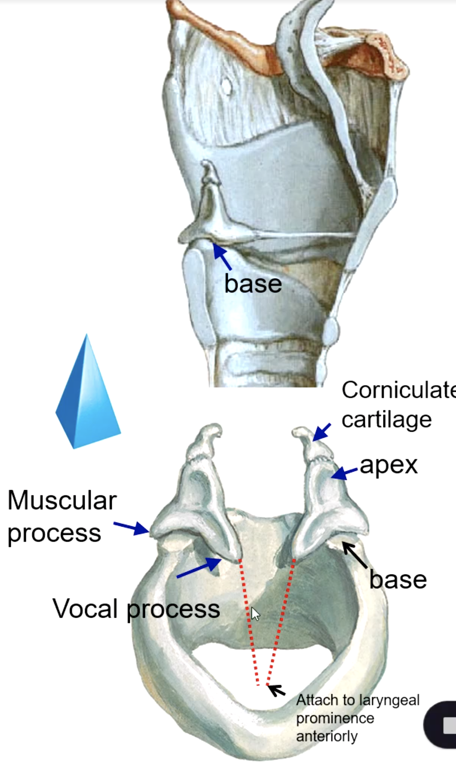 <p>cricoid cartilage</p>