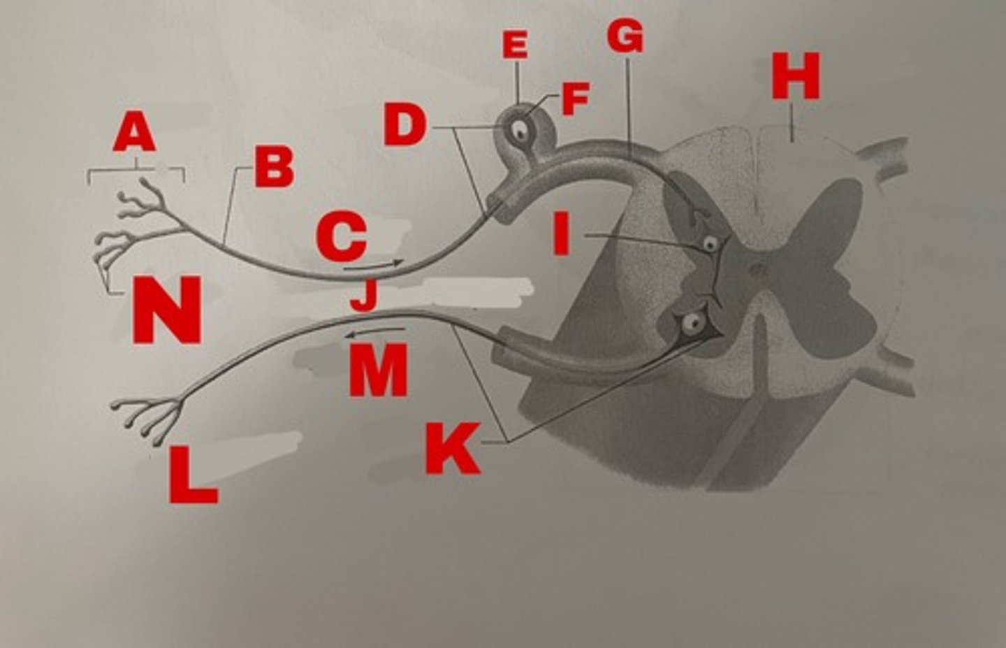 <p>K</p>