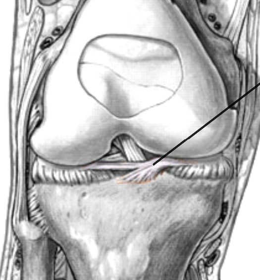 <p>Which ligament of the knee connects the anterior horns of the medial meniscus and lateral meniscus?</p>