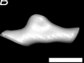 <p>Type of dendritic spine</p>