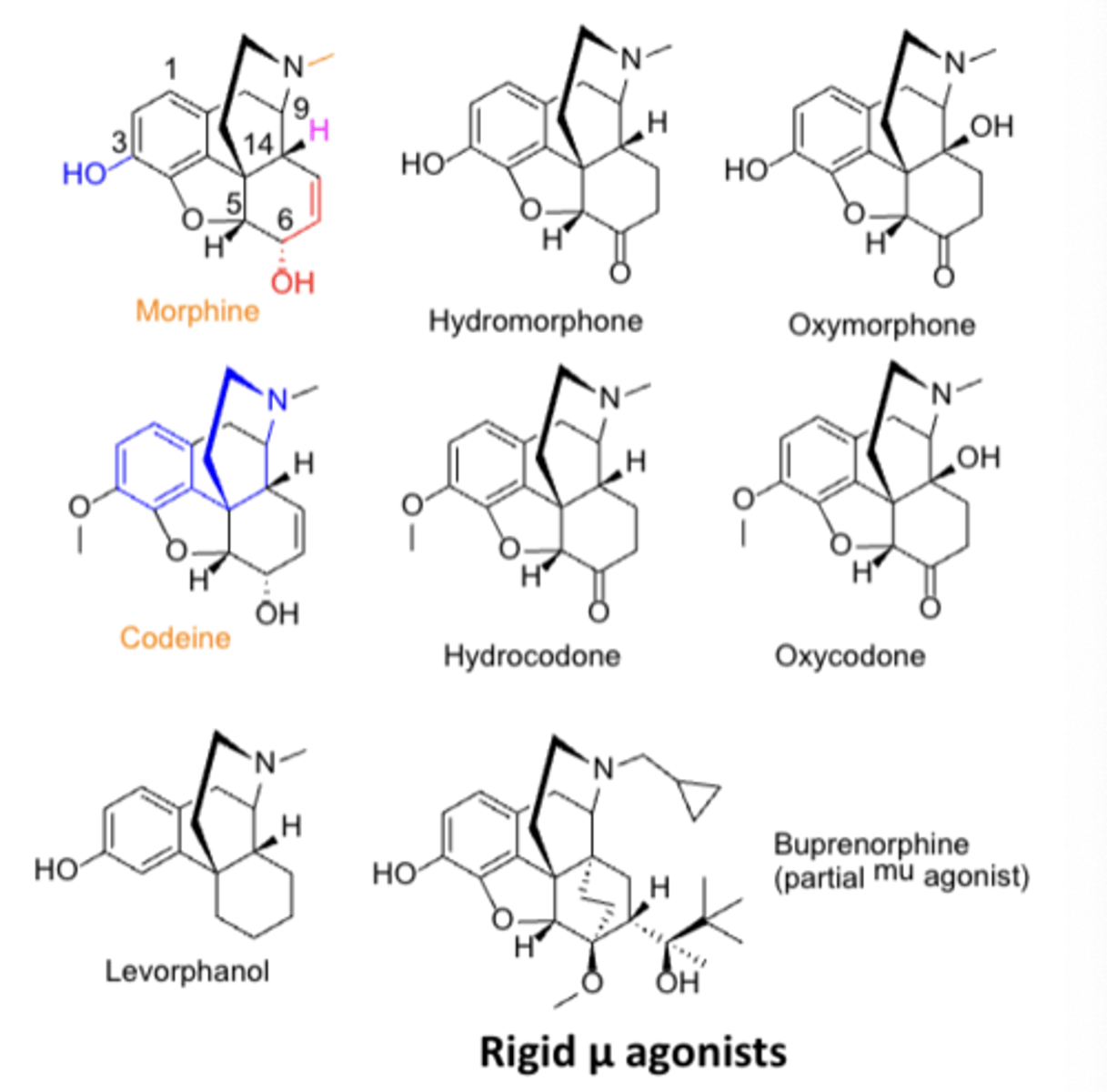 <p>Converting from a hydroxyl to a ketone at C6 increases potency</p>