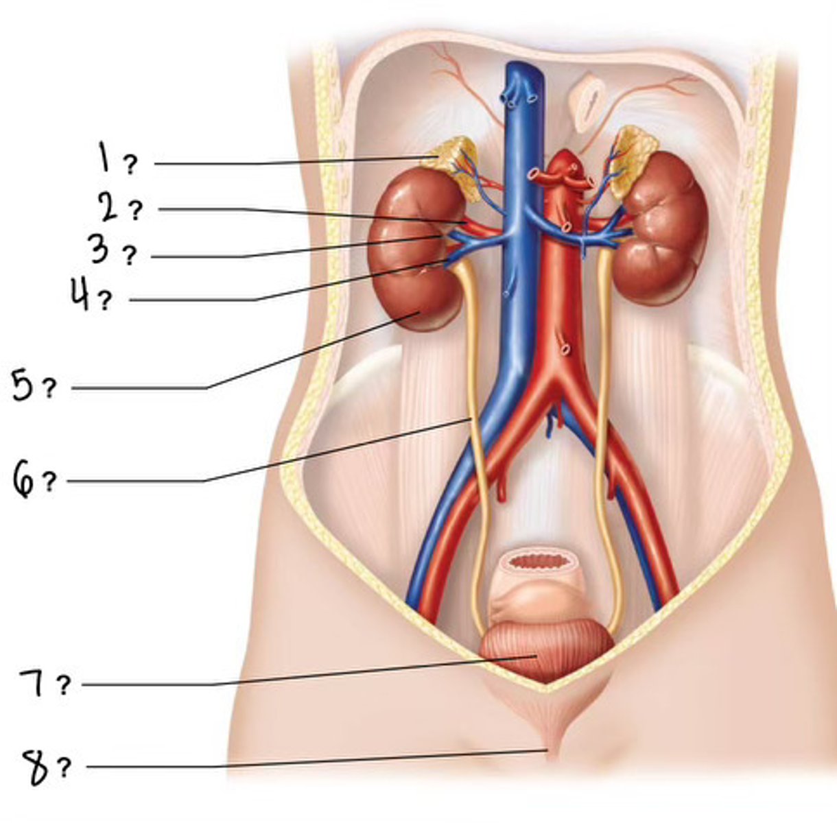 <p>3</p>
