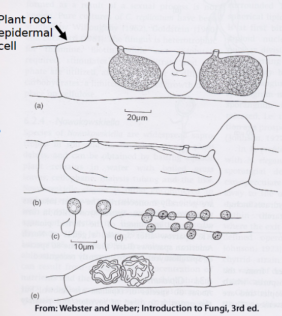 a. Sporangia 

\
b. Empty sporangium 

\
c. Zoospores 

\
d. Encysted zoospores 

\
e. Resting sporangia 

\
Infection by the Chytrid is trivial but if it carries a virus it can significantly affect susceptible crops