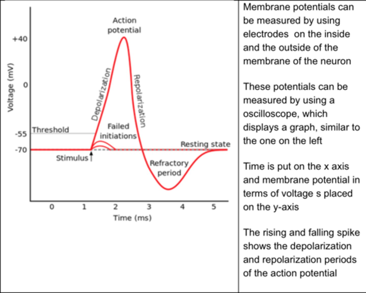 <p>Measure the changes in membrane potential in axons during action potential</p>