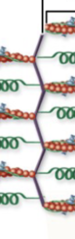 <p>Where do the thin myofilaments attach at?</p>