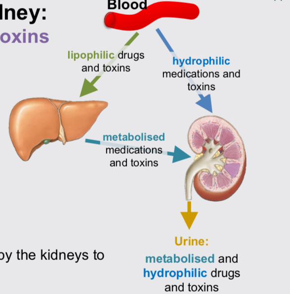 <p>Medication and toxin excretion function</p>