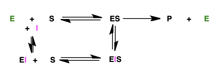 <p>formation of equilibrium between enzyme-inhibitor complex and enzyme-inhibitor-substrate complex</p>