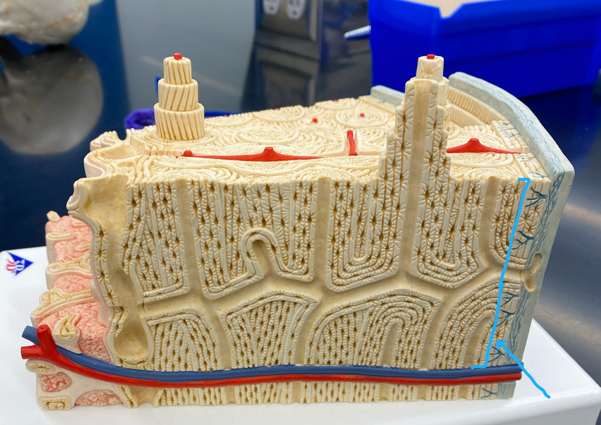 <p>Identify the name of this structure</p>