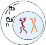 <ul><li><p>Second growth stage where mitochondria are replicated</p></li><li><p>DNA is checked and repaired before division </p></li><li><p>Centrioles begin to form</p></li></ul><p></p>