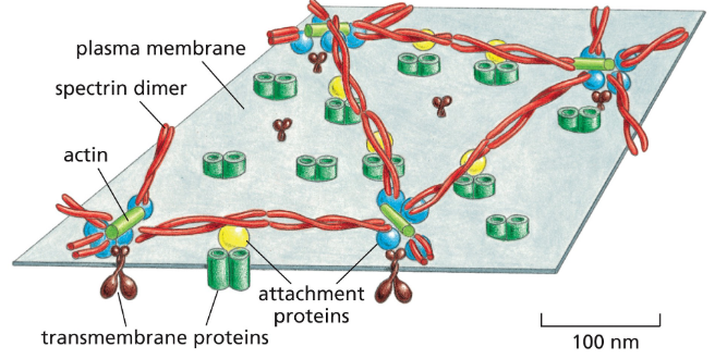 <p>Spectrin is a cytoskeletal protein that lines the intracellular side of the plasma membrane in eukaryotic cells.</p>