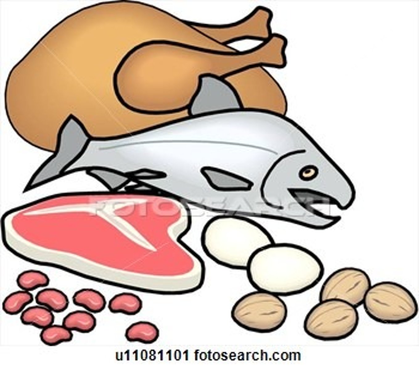 <p>protein</p>