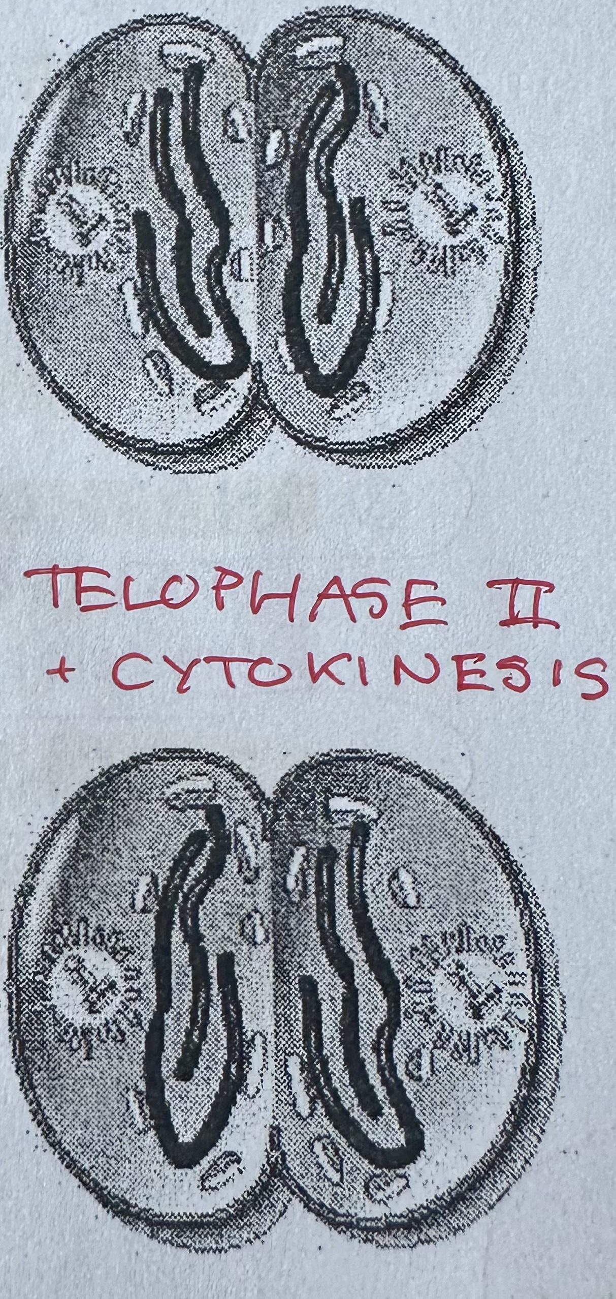 <p>Nuclear membrane forms around each set of chromosomes.</p><p>spindle break down and cell undergoes <strong>cytokinesis.</strong></p>
