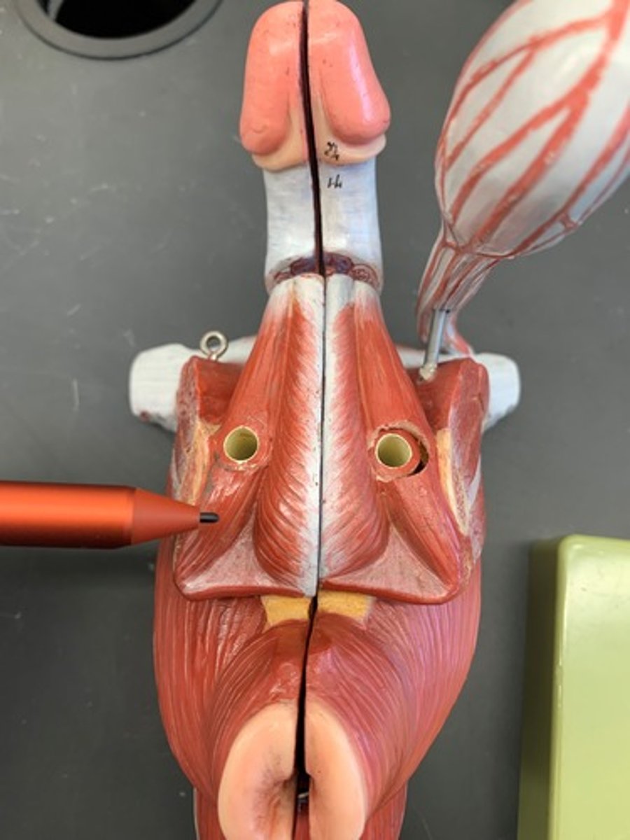 <p>2 separated and tapered portions of the corpora cavernosa penis</p>